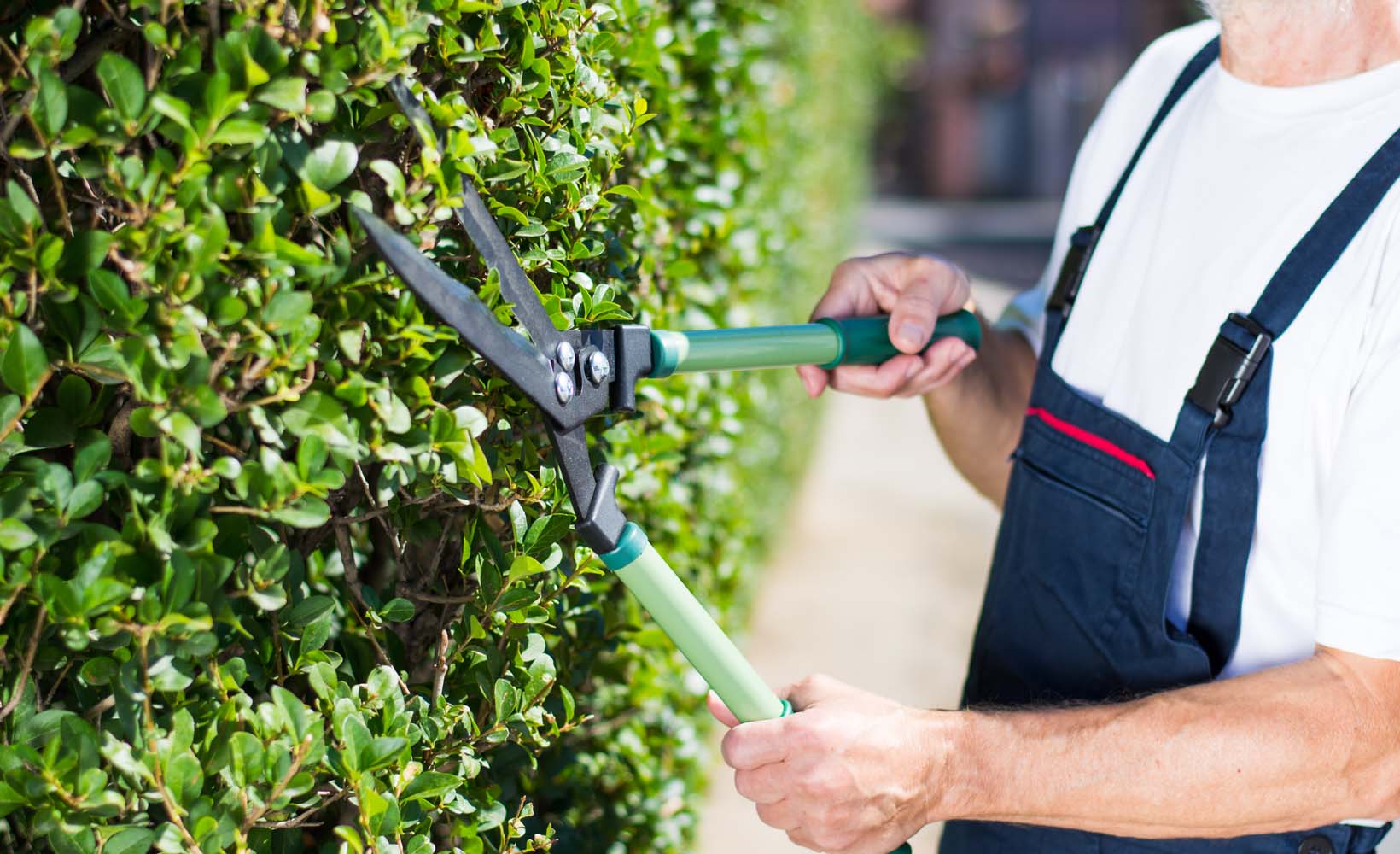 Tree and garden services