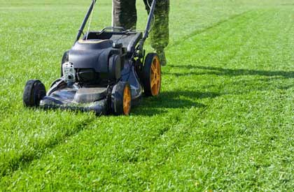 Lawn maintenance/ Grass cutting