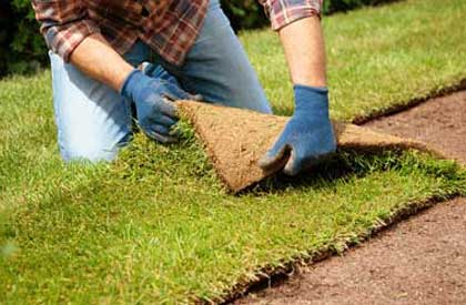 Sod installation