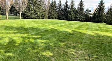 Lawn maintenance/ Grass cutting